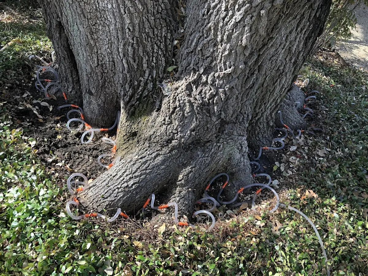 Detailed Tree Cabling and Bracing job site in Silverlake