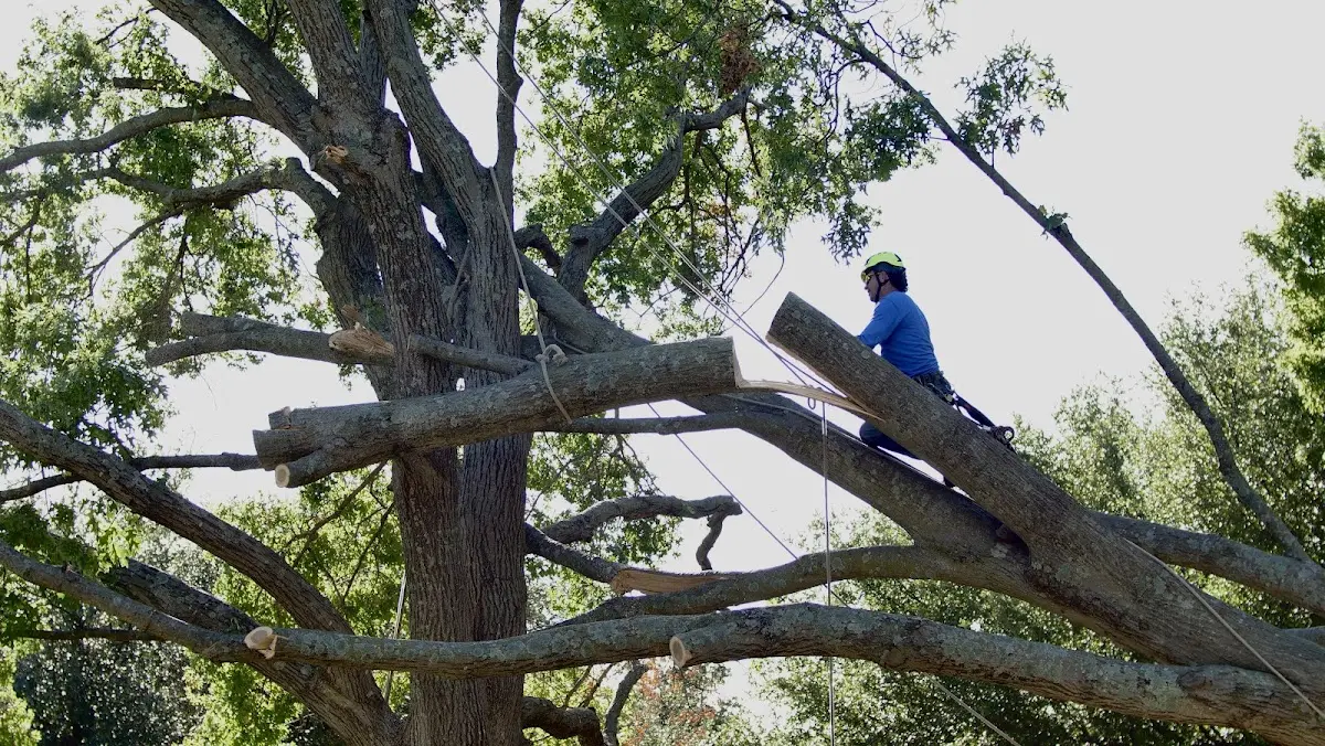 Professional Crown Thinning performed by certified arborists in Silverlake