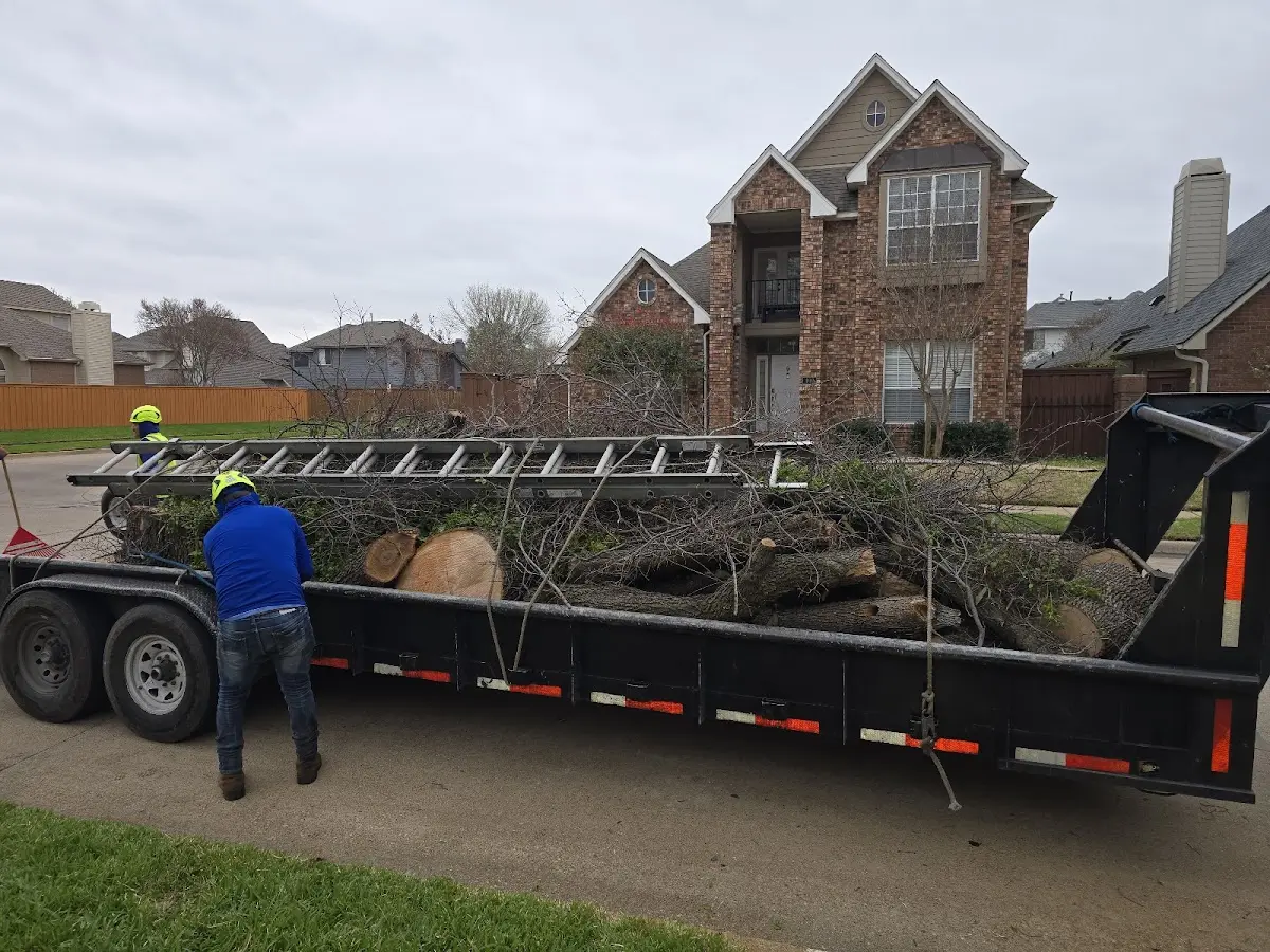 Expert Tree Removal with proper safety equipment in Silverlake